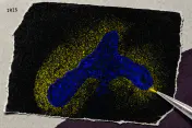 Whitehead’s IRIS Predicts a Lung-Development Signal in Mouse Embryos