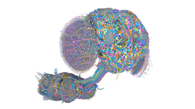 Developers Turn a New Fruit Fly Brain Map Into Viral Simulations