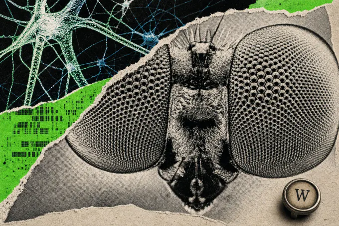 WIRED Reporter Uses a Fruit Fly Brain Map to Generate Story Ideas