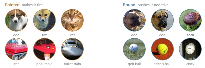 Diagram groups examples of animals and objects under “Pointed” and “Round.”
